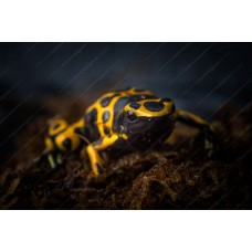 Rana Flecha amarilla o Sapito Minero - Dendrobates Leucomelas 